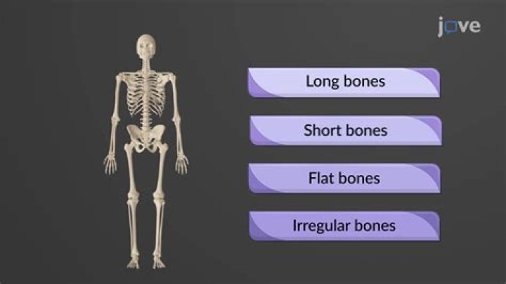 What are bones short answer