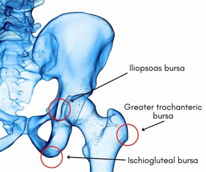 What are bursae connected to