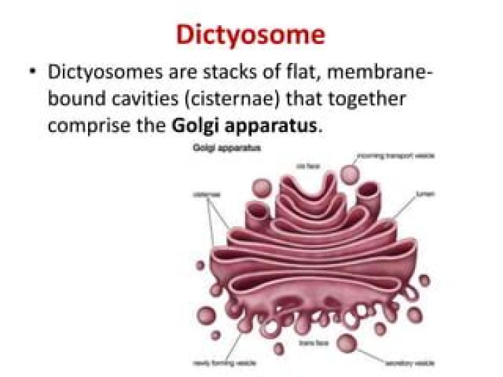 What are called dictyosomes