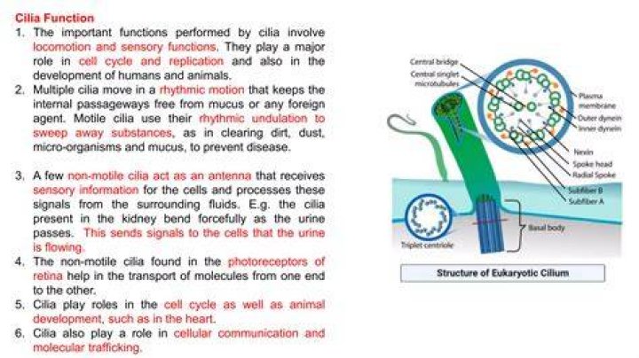 What are cilia and their function