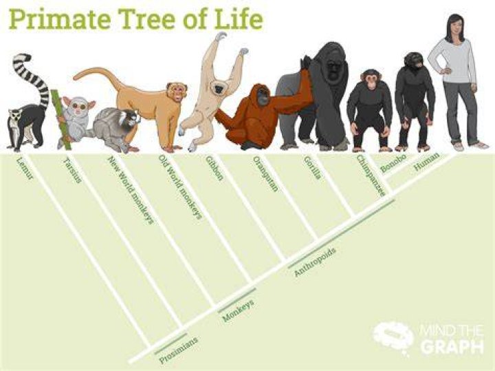 What are considered primates