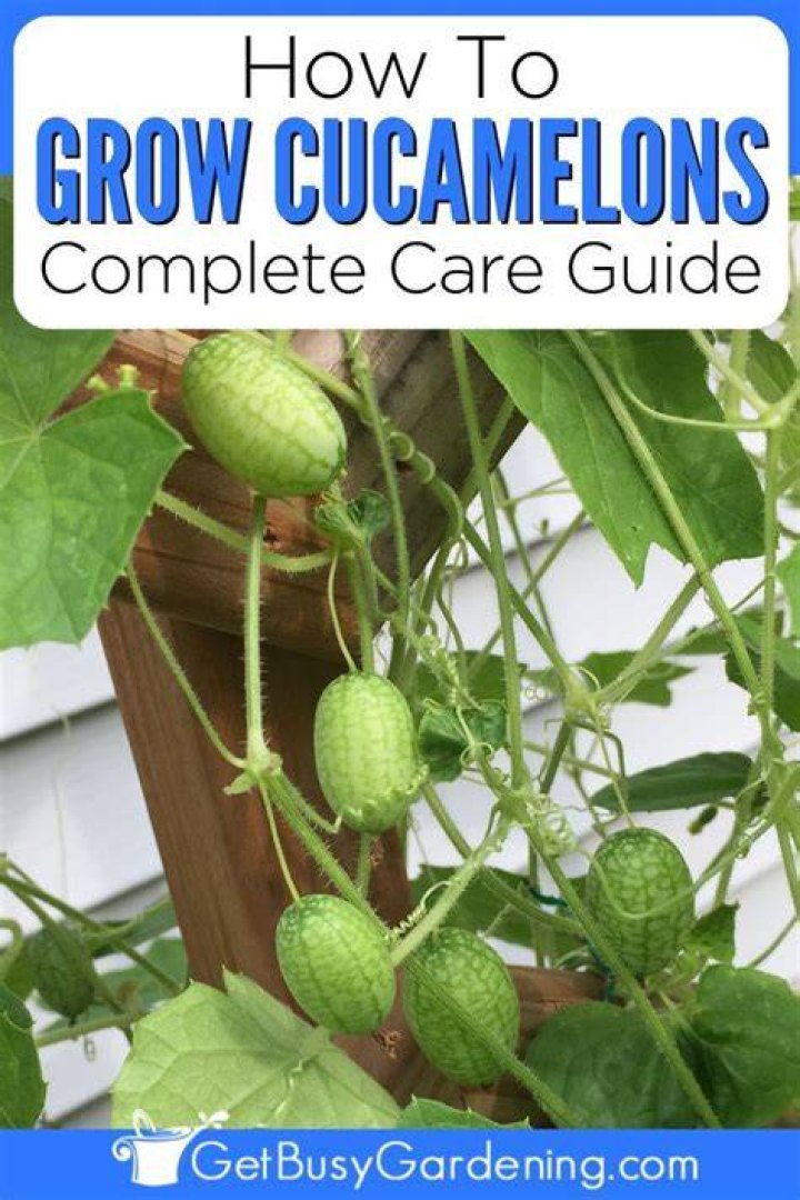 What are Cucamelons good for