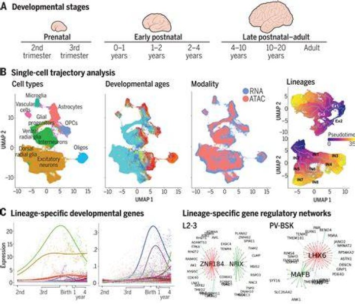 What are developmental genes