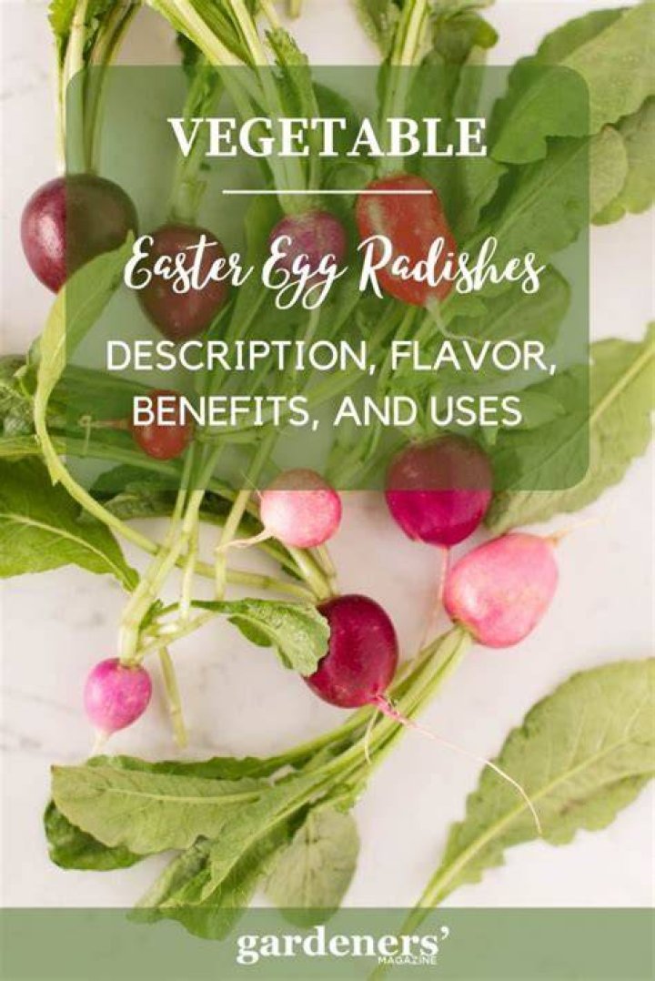 What are Easter egg radishes