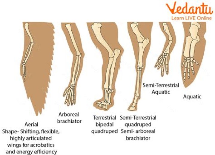What are fore limbs used for