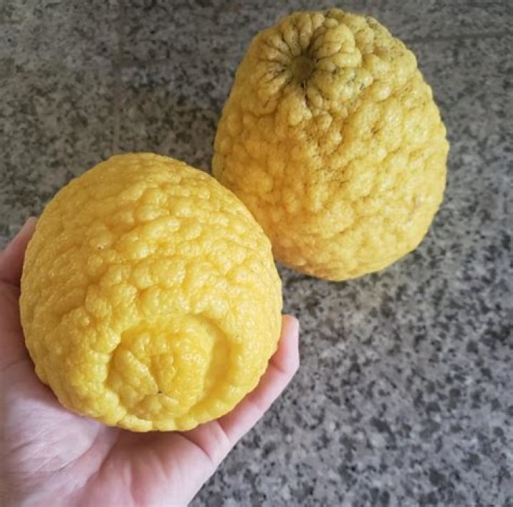 What are large lemons called