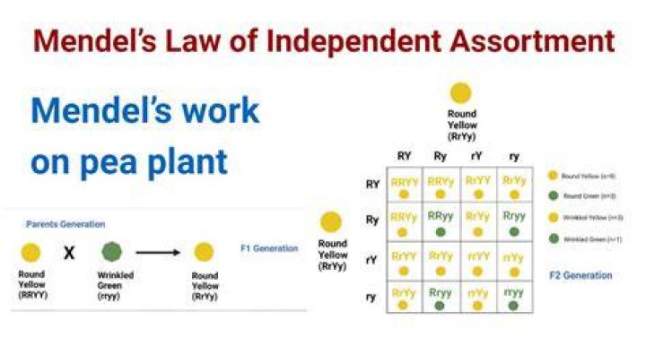 What are Mendels three laws