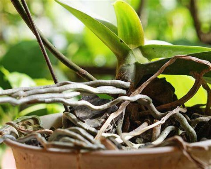 What are orchid roots called