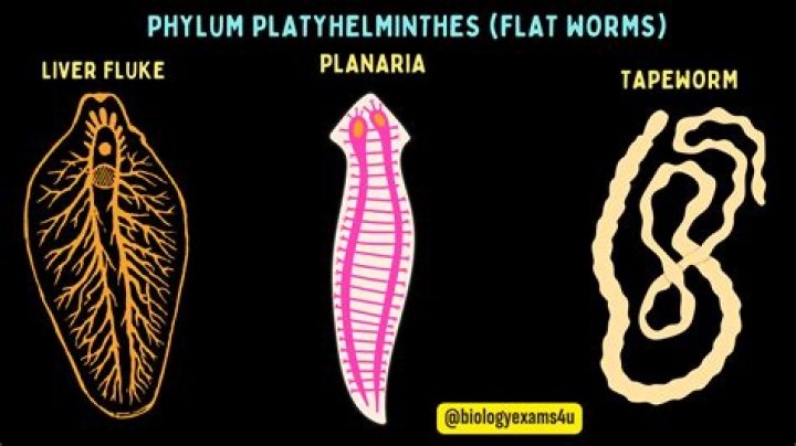 What are parasitic flatworms