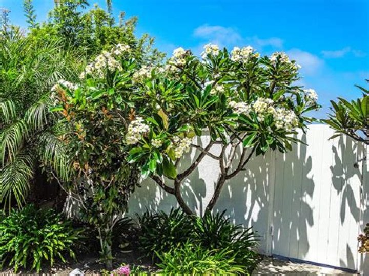 What are plumerias good for