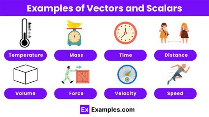 What are scalars and vectors