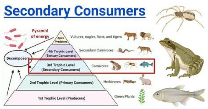 What are secondary consumers