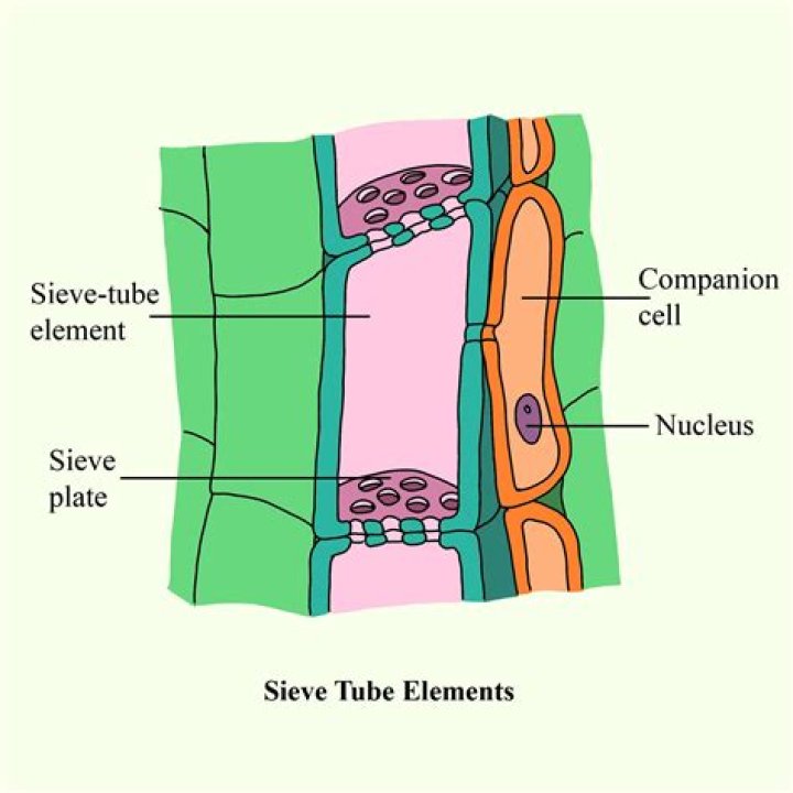 What are sieve tubes Class 9