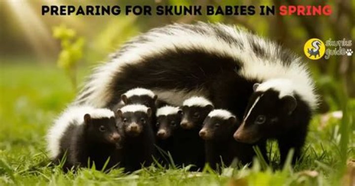 What are skunk babies called