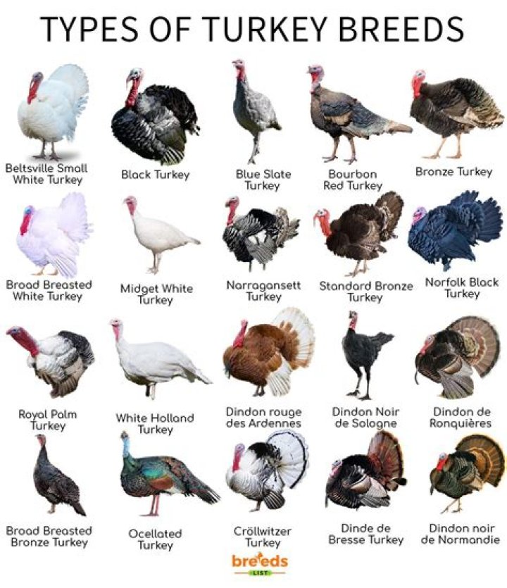 What are small turkey called