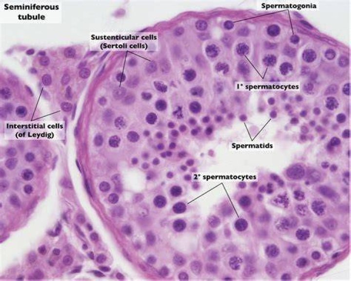 What are spermatogenic cells