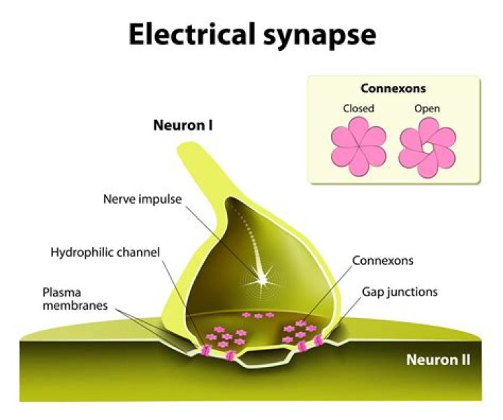 What are synapses classified