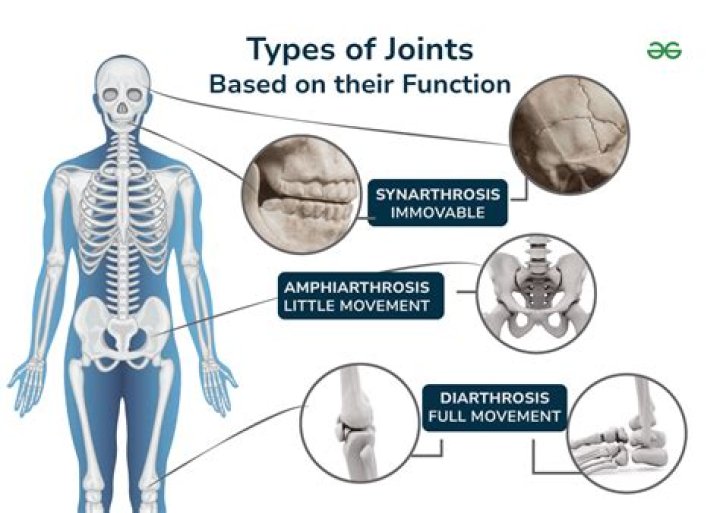 What are Synarthrotic joints