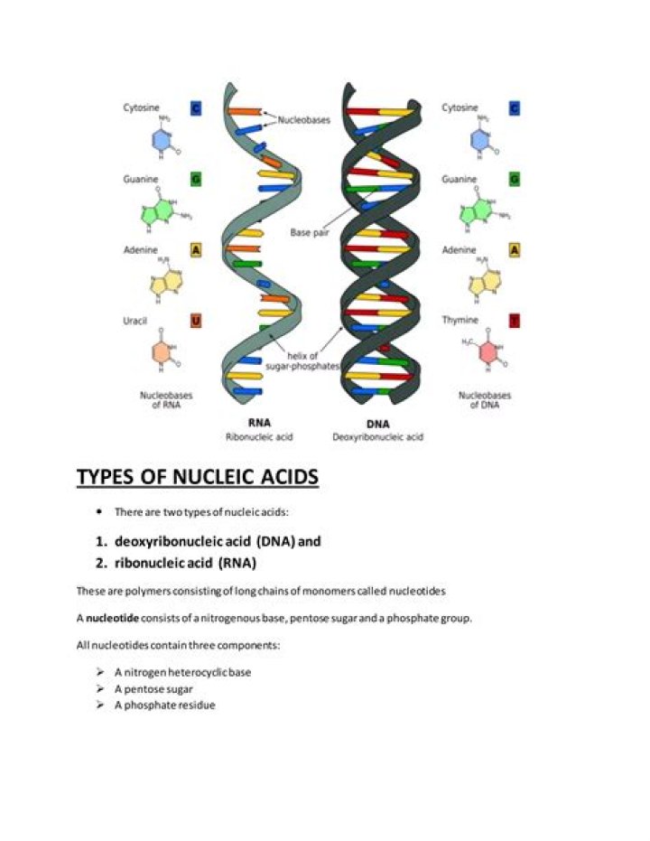 What are the 3 nucleic acids