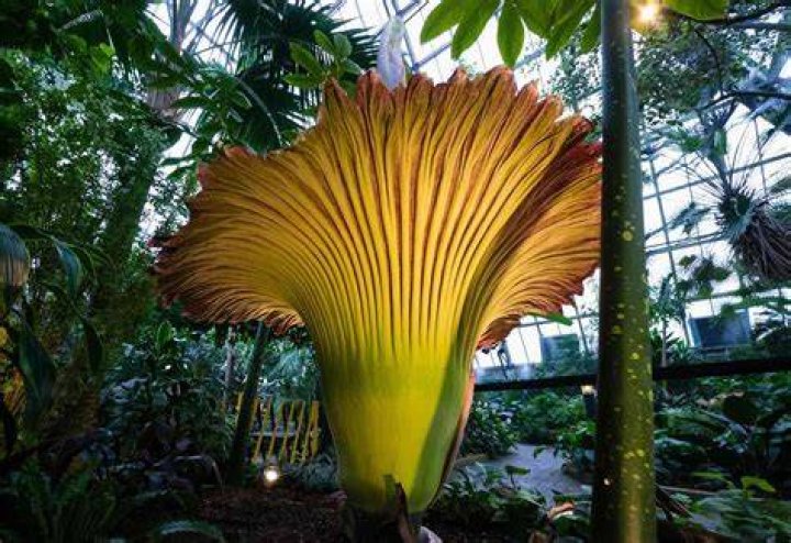 What are the largest flowers