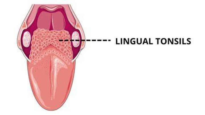 What are the lingual tonsils