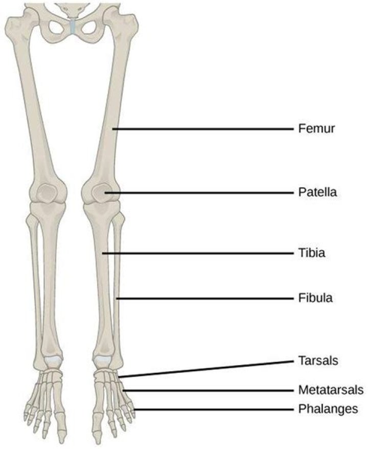 What are the lower leg bones