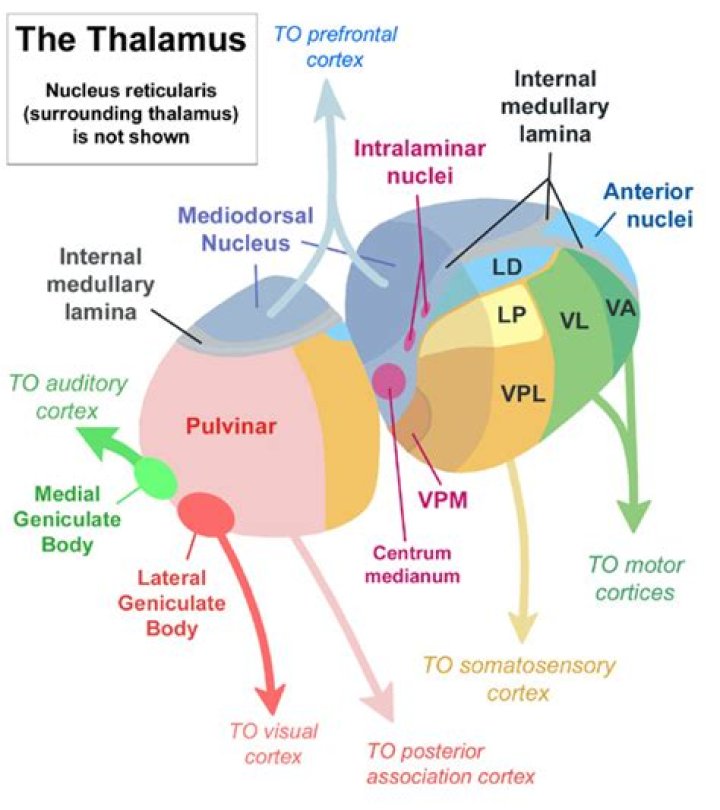 What are the thalamic nuclei