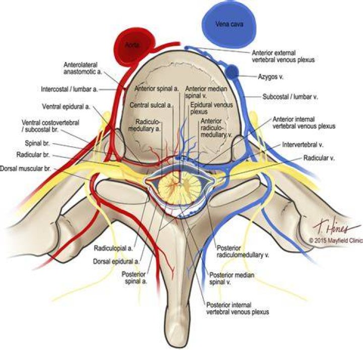 What are the venous plexuses