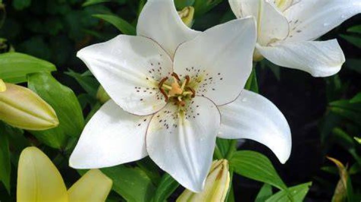 What are white lilies called