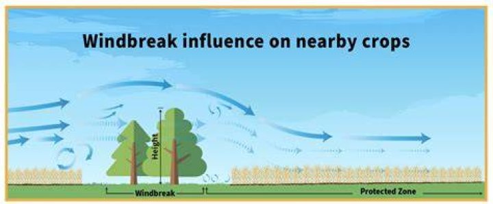 What are windbreaks made of