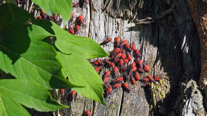 What attracts box elder bugs