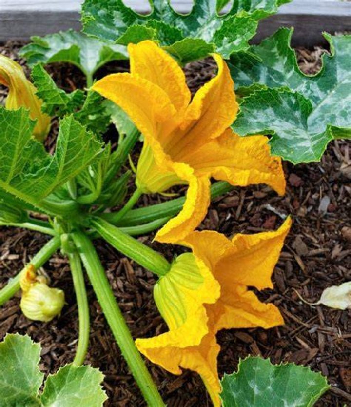 What bees pollinate zucchini