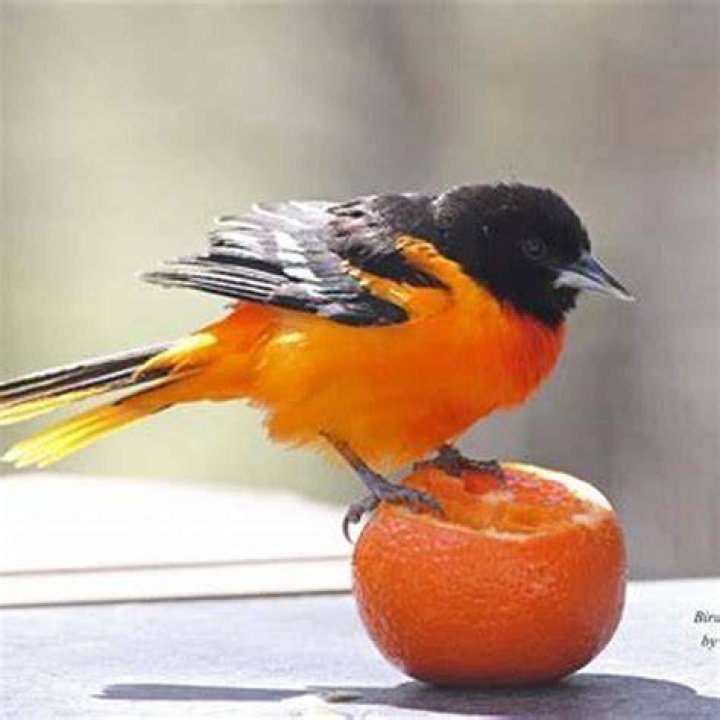 What birds do oranges attract