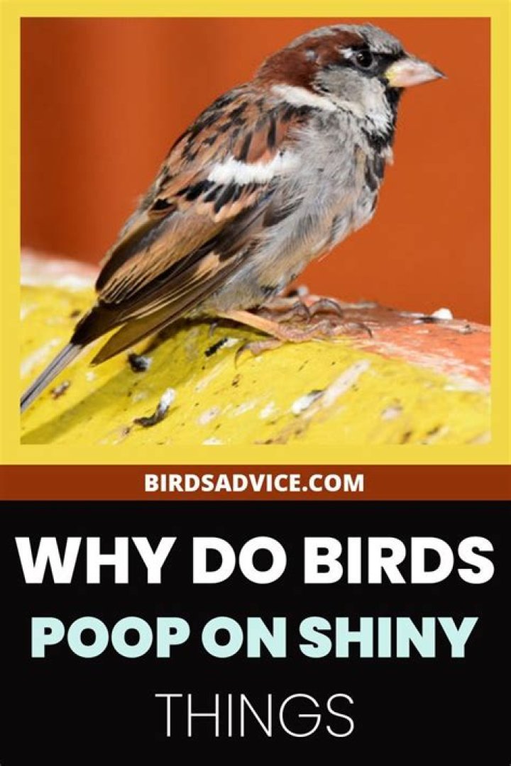 What birds take shiny things