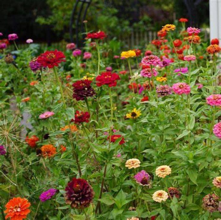 What bugs do zinnias attract