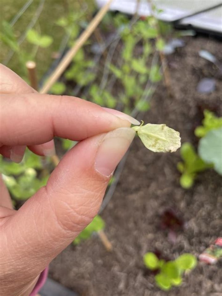 What bugs eat snow peas