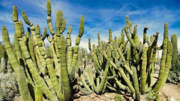 What cactus grows in Mexico