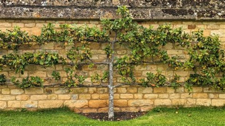 What can I use for espalier
