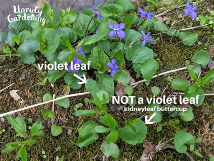What can violets be used for