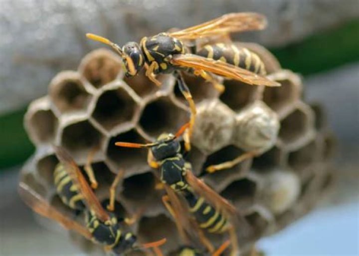 What can wasps chew through