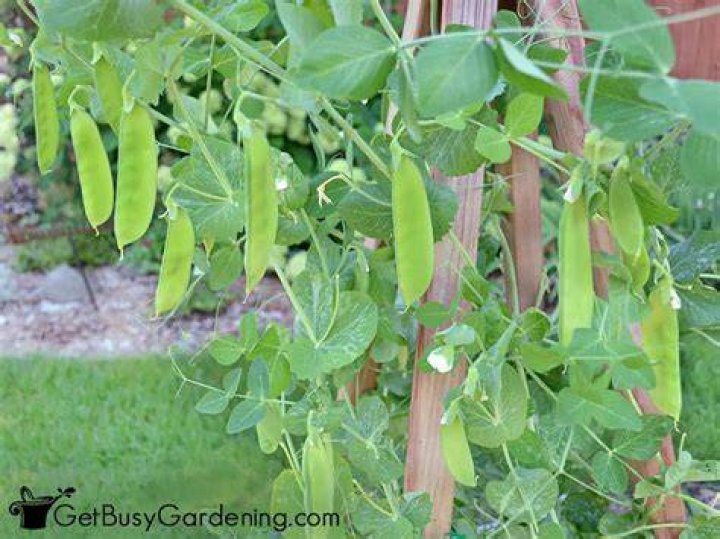 What can you do with pea pod shells