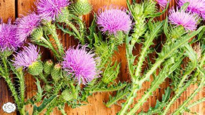 What can you use thistle for
