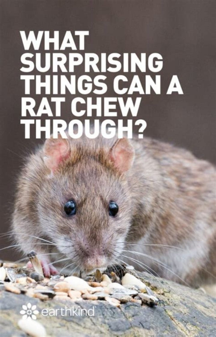 What cant rats chew through