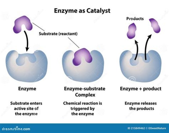 What catalyses DNA synthesis