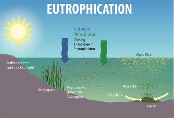 What causes a eutrophication