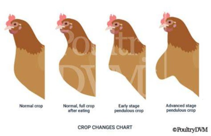 What causes an impacted crop