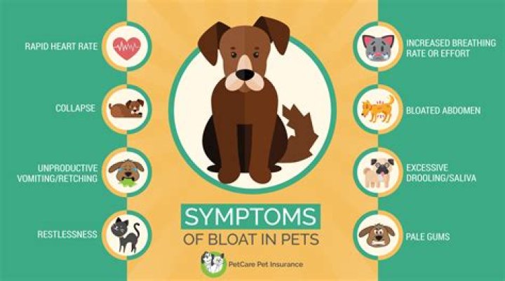 What causes bloating in dogs