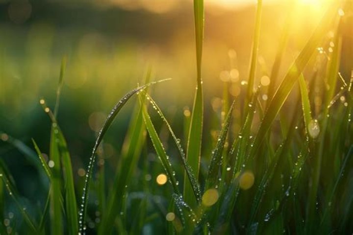 What causes dew on the grass
