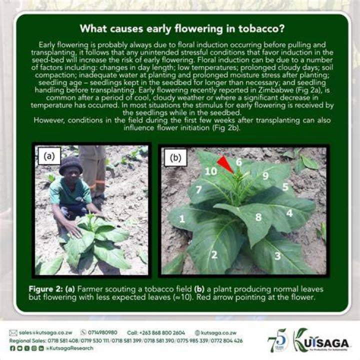 What causes early-flowering