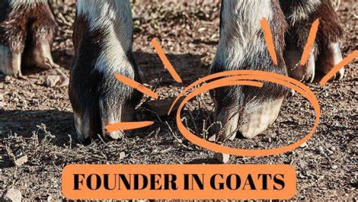 What Causes founder in goats